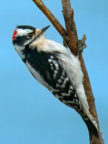 Downy Woodpecker at Ottawa NWR