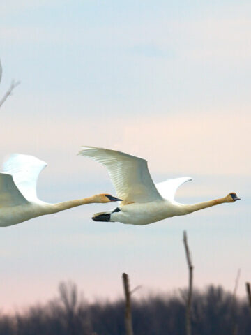 Trumpeter swans flying at Ottawa NWR