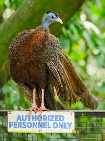 Great Argus on Authorized Personal Only sign