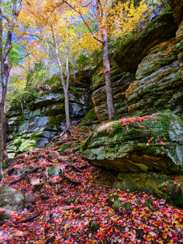 Fallen Red Leaves and The Ledges at The Ledges CVNP (Square)