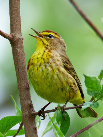 Palm Warbler at Magee Marsh, Ohio, USA