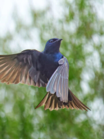 Purple Martin in flight at Magee Marsh, Ohio, USA