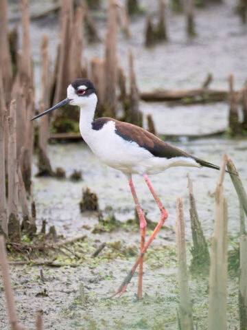 Black-Necked Stilt at Howard Marsh Metropark, Ohio, USA