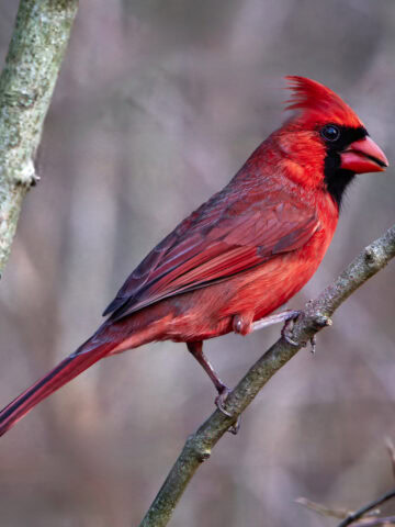 Northern Cardinal - ISO 5000 1/500s f/5.6 - Nature Realm Park