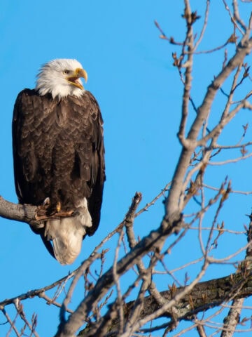 Bald Eagle - Ottawa NWR