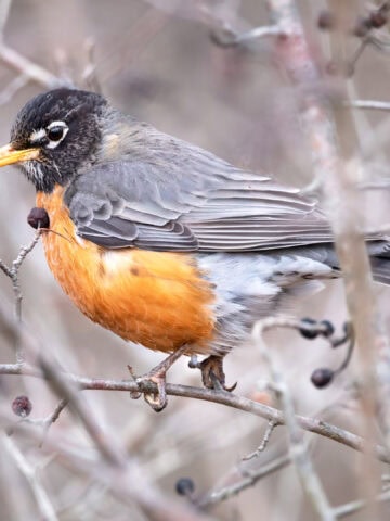 American Robin - Bath Nature Preserve