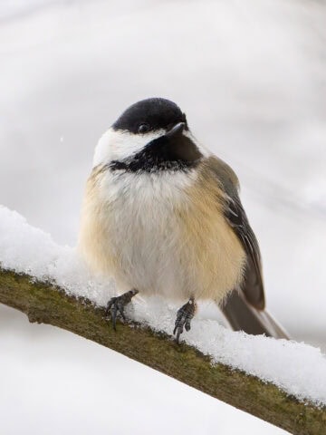 Black-capped chickadee on snow covered branch - NatureRealm Park