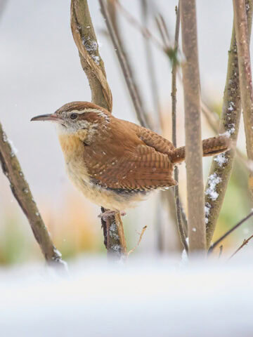 Carolina wren in the reeds - NatureRealm Park