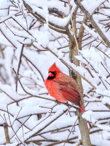 Northern Cardinal in snowy branches - NatureRealm Park