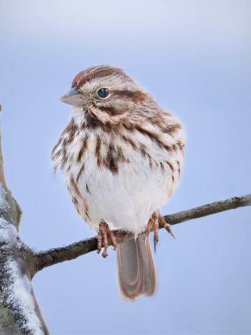 Song Sparrow - NatureRealm Park