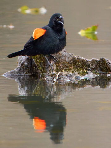 Red-winged blackbird with reflection - CVNP Beaver Marsh