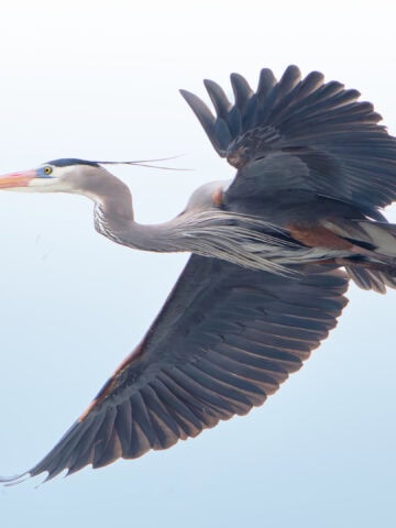 Great blue heron - Waterloo Road Heronry