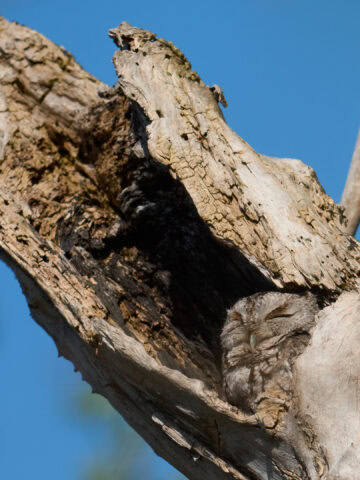 Hidden Screech Owl at Magee Marsh, Ohio