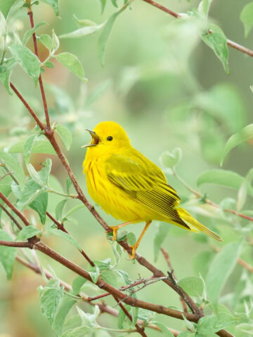 Northern Yellow Warbler at Magee Marsh, Ohio