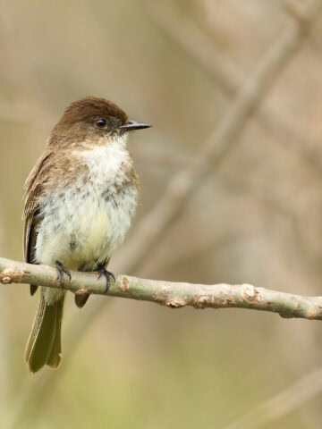 Eastern Phoebe at Magee Marsh, Ohio