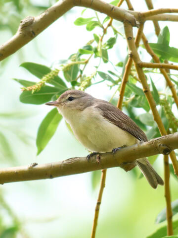 Warbling Vireo at Magee Marsh, Ohio