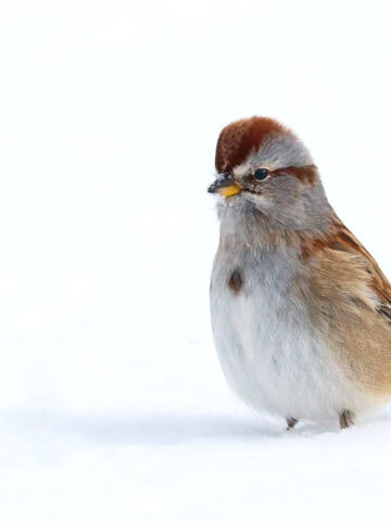 American Tree Sparrow