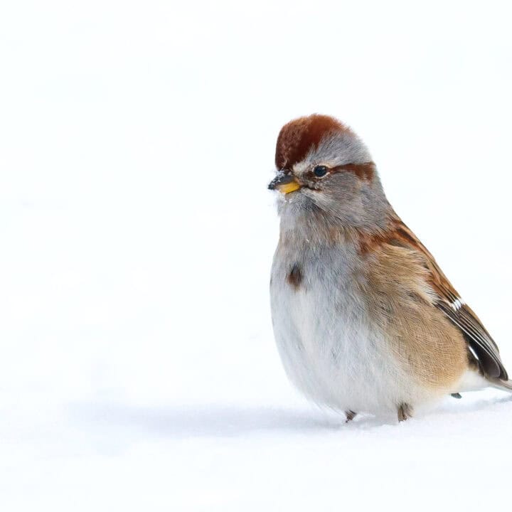 American Tree Sparrow