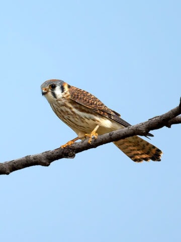 American Kestrel, Magee Marsh Ohio