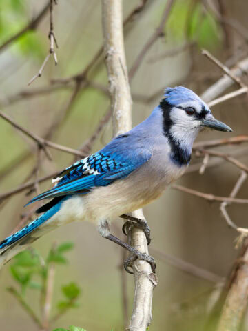 Blue Jay, Magee Marsh Ohio