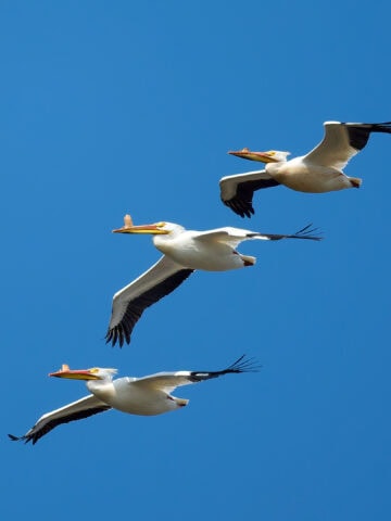 American White Pelican