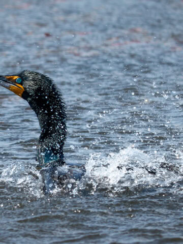 Double-Crested Cormorant