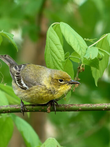 Pine Warbler