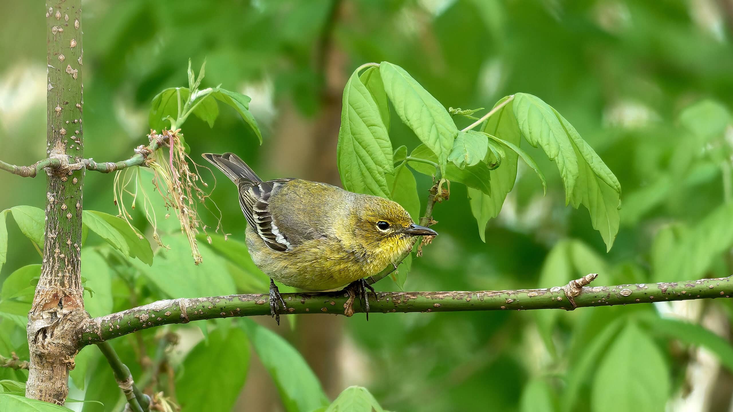 Pine Warbler