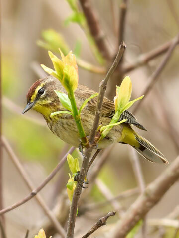 Palm Warbler