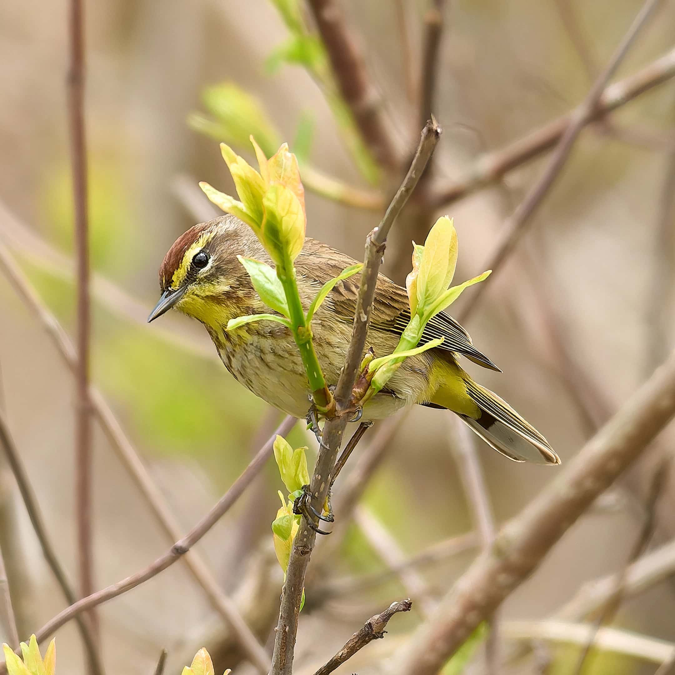 Palm Warbler