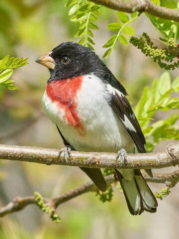 Rose-Breasted Grosbeak, Magee Marsh Ohio