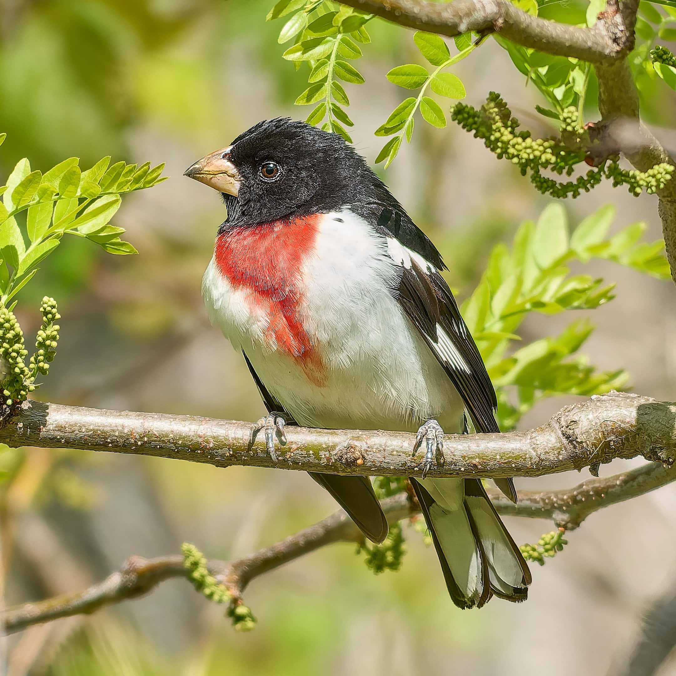 Rose-Breasted Grosbeak, Magee Marsh Ohio