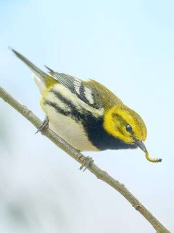 Black-Throated Green Warbler, Magee Marsh Ohio