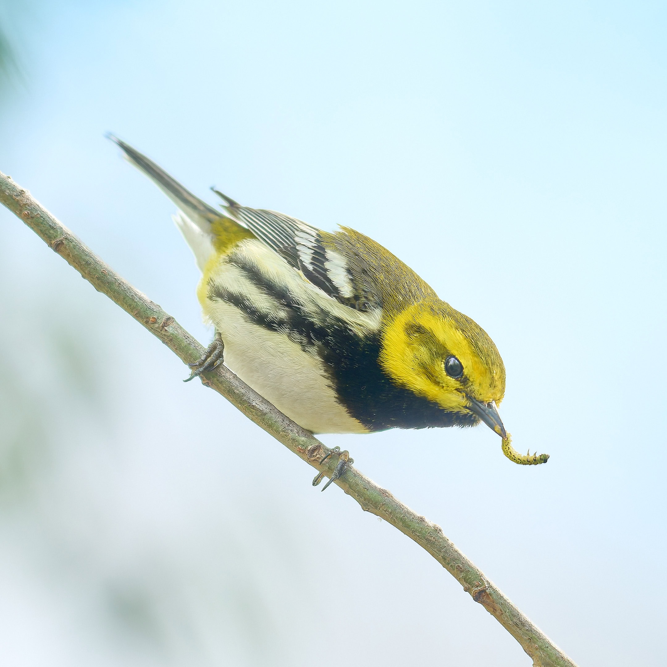 Black-Throated Green Warbler, Magee Marsh Ohio