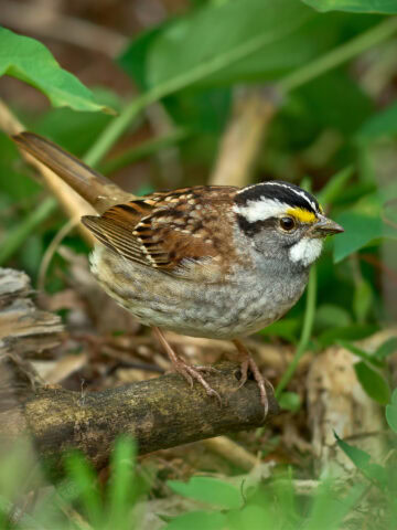 White-Throated Sparrow, Magee Marsh Ohio
