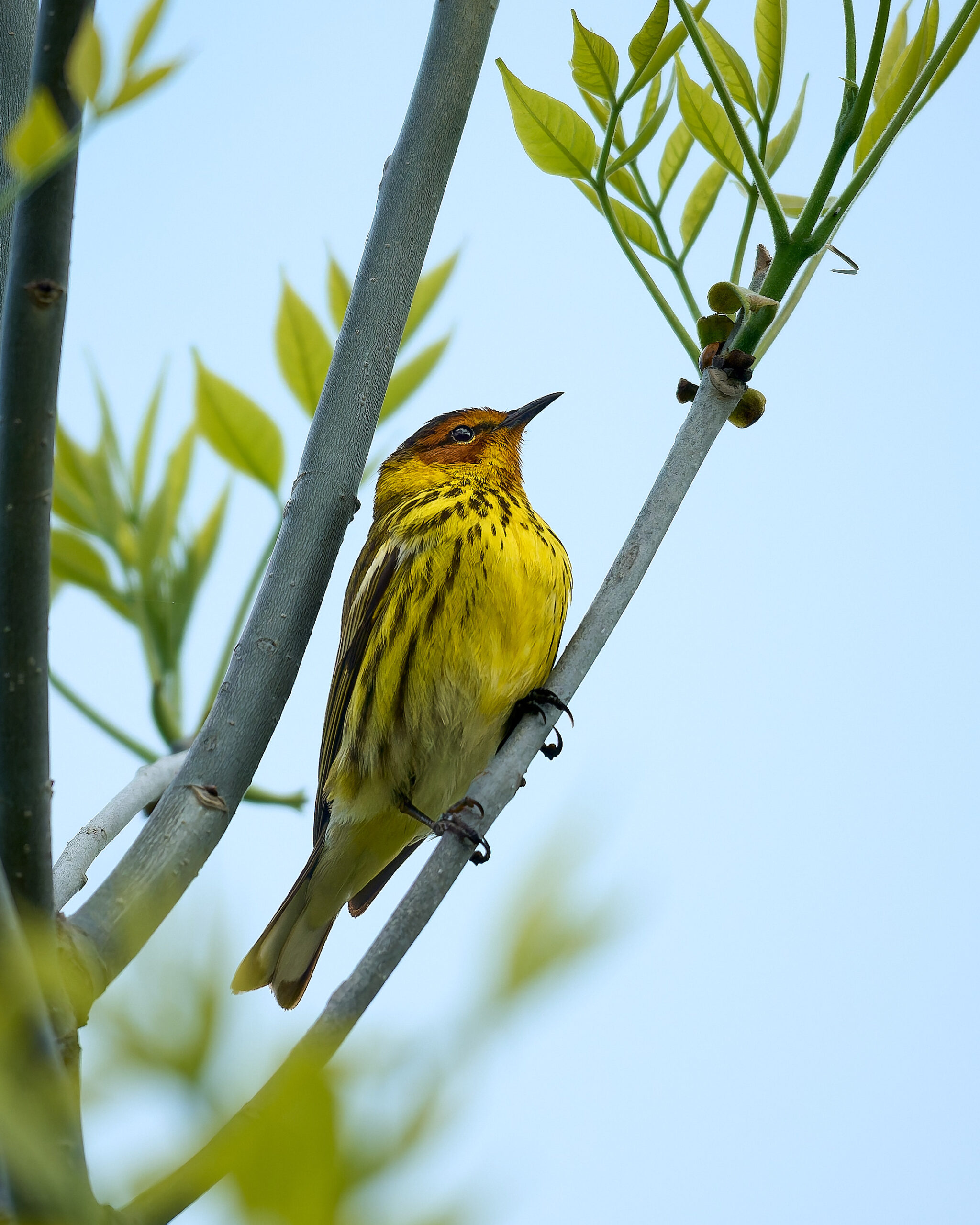 Cape May Warbler, Magee Marsh, Ohio