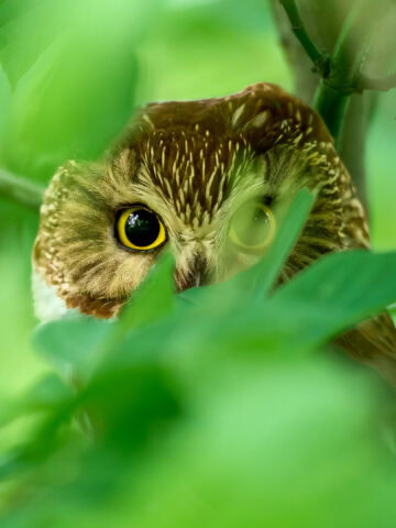 Northern Saw-whet Owl, Magee Marsh, Ohio
