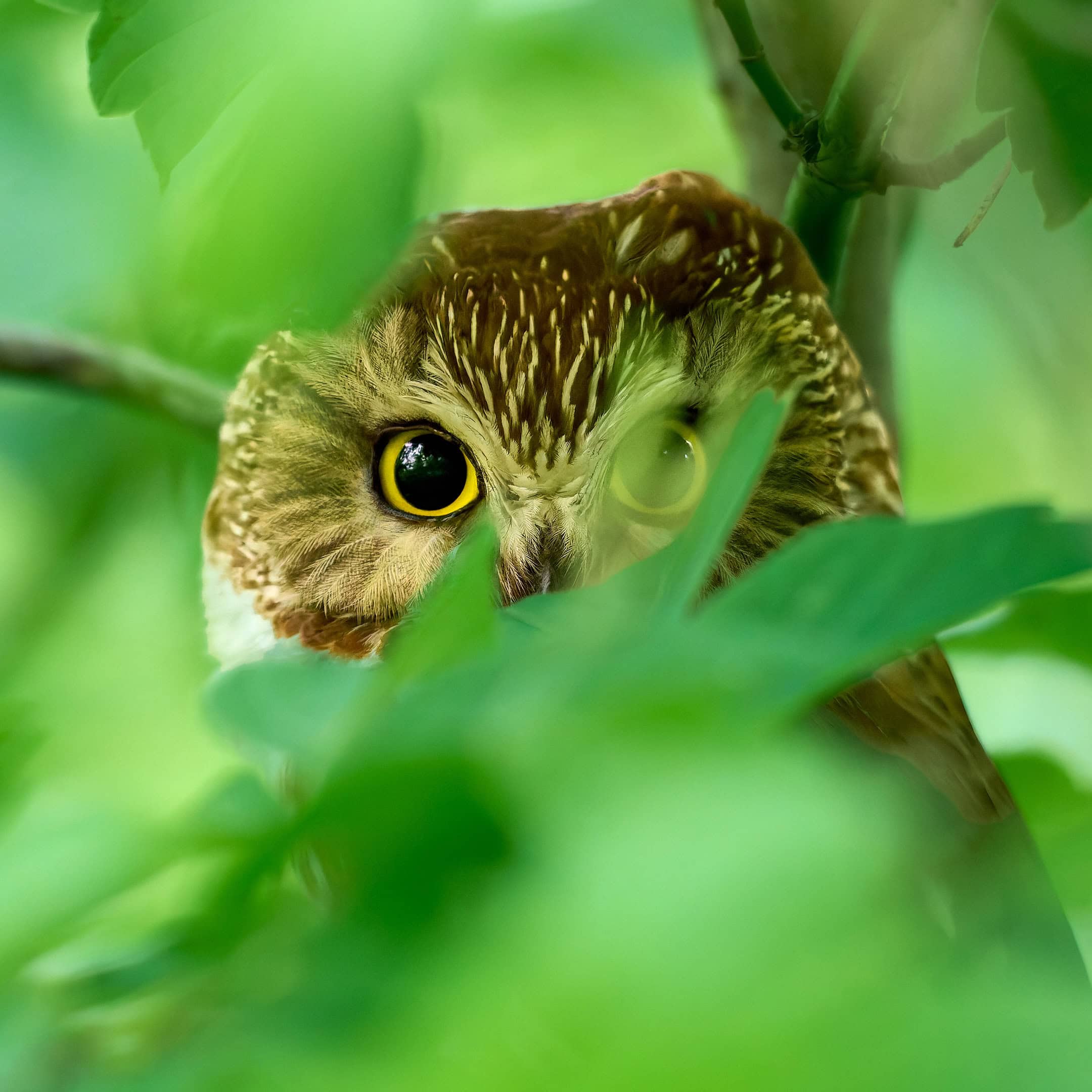Saw-Whet Owl, Magee Marsh, Ohio