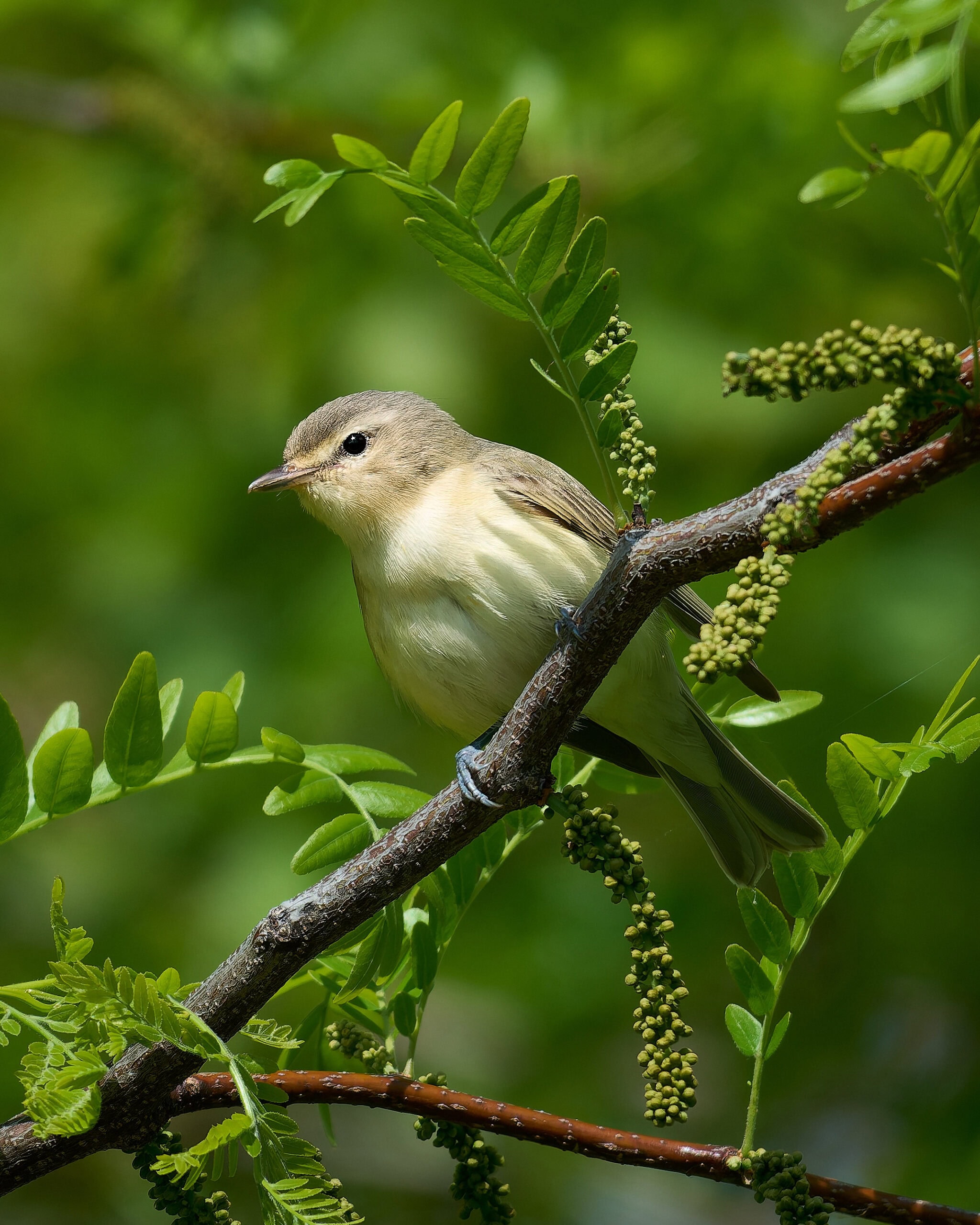 Warbling Vireo, Magee Marsh, Ohio