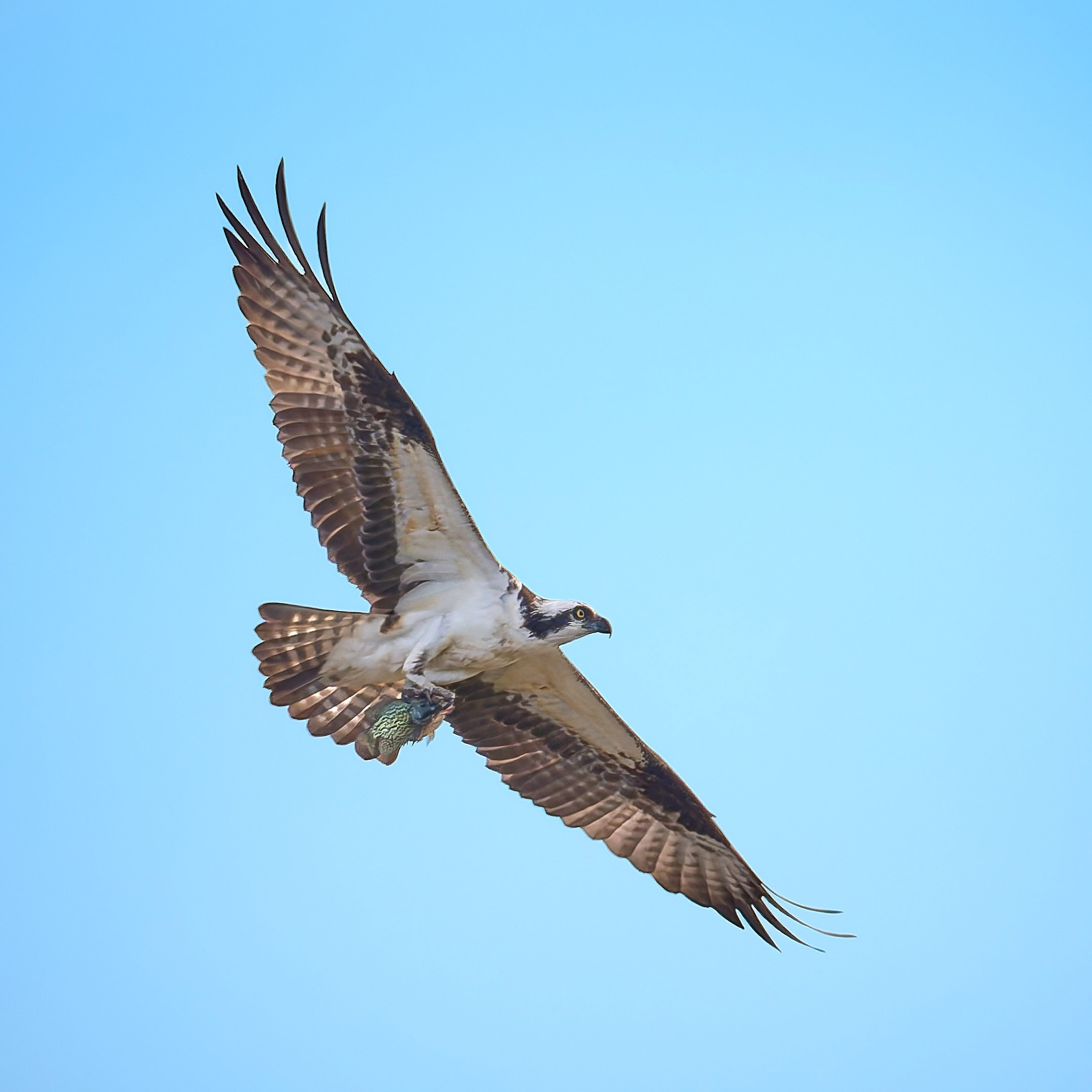 Osprey, Howard Marsh, Ohio