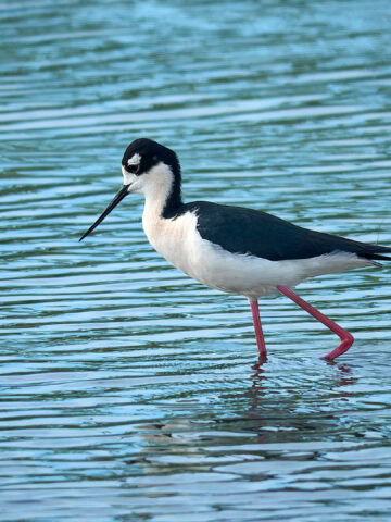 Black-Necked Stilt, Howard Marsh, Ohio