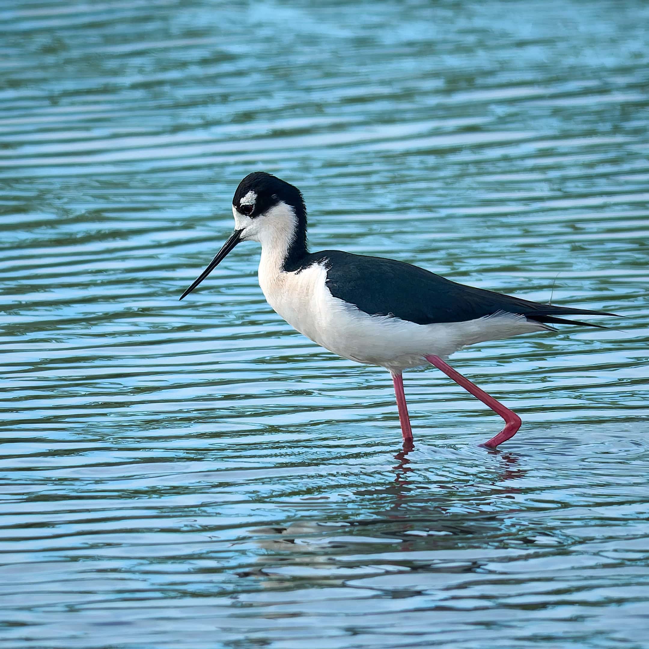 Black-Necked Stilt, Howard Marsh, Ohio