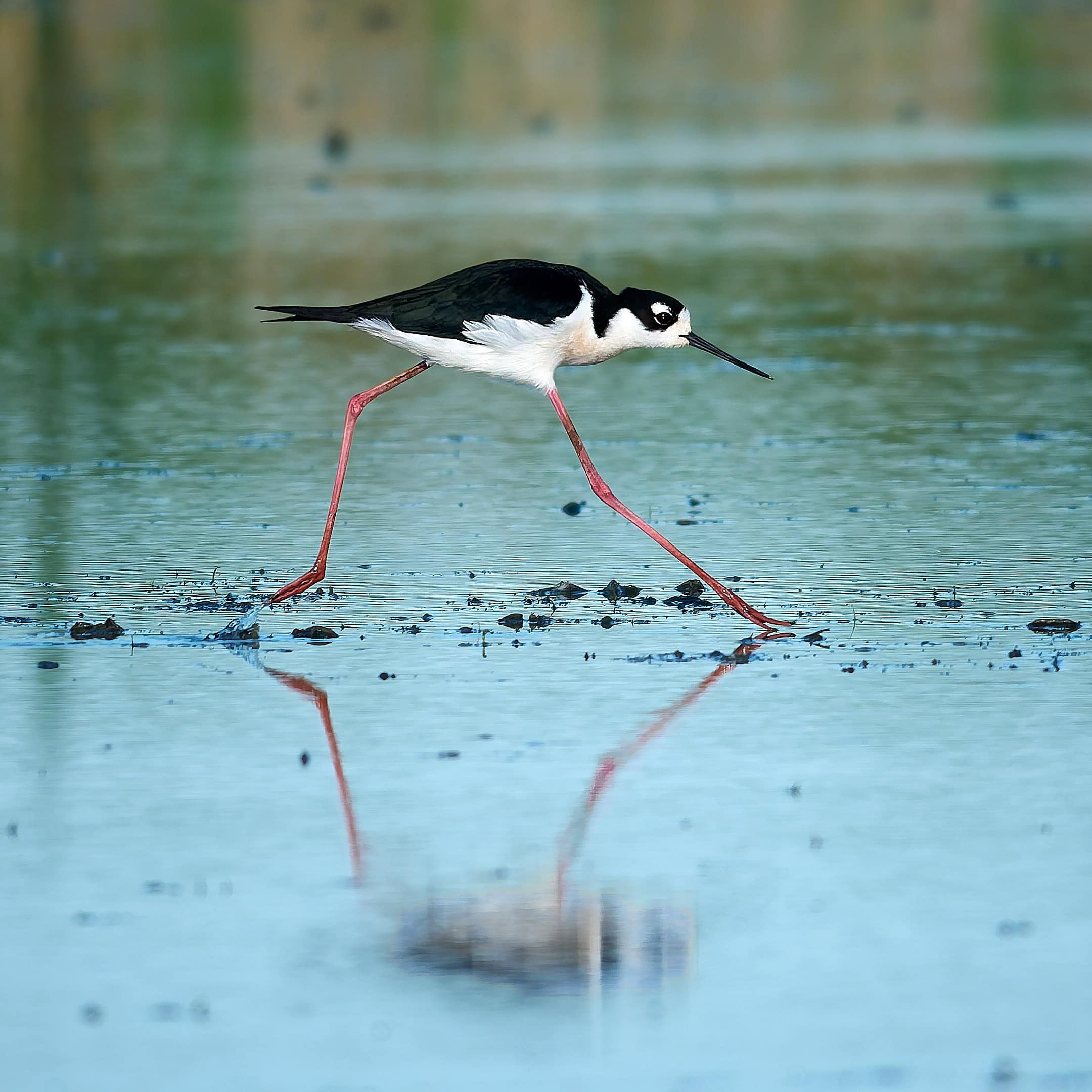 Black-Necked Stilt, Howard Marsh, Ohio