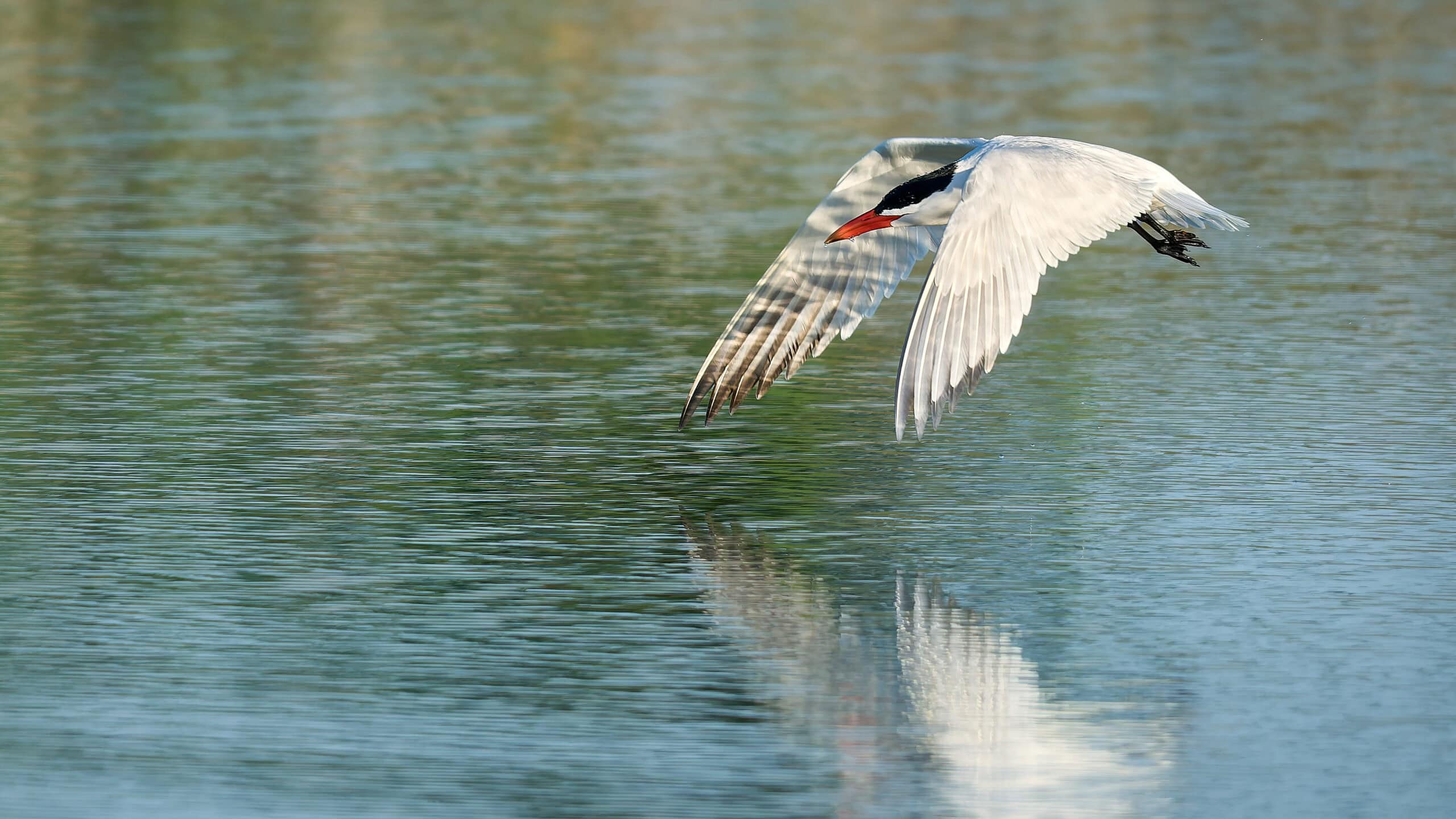 Caspian Tern, Howard Marsh, Ohio