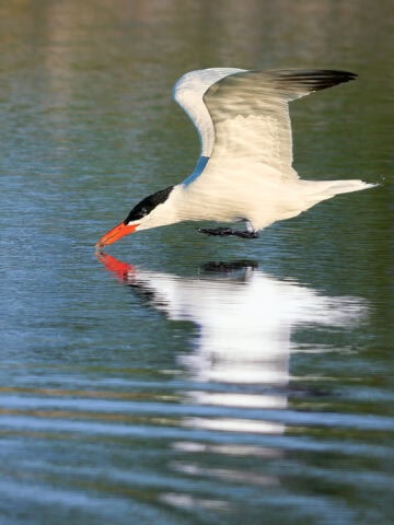 Caspian Tern, Howard Marsh, Ohio