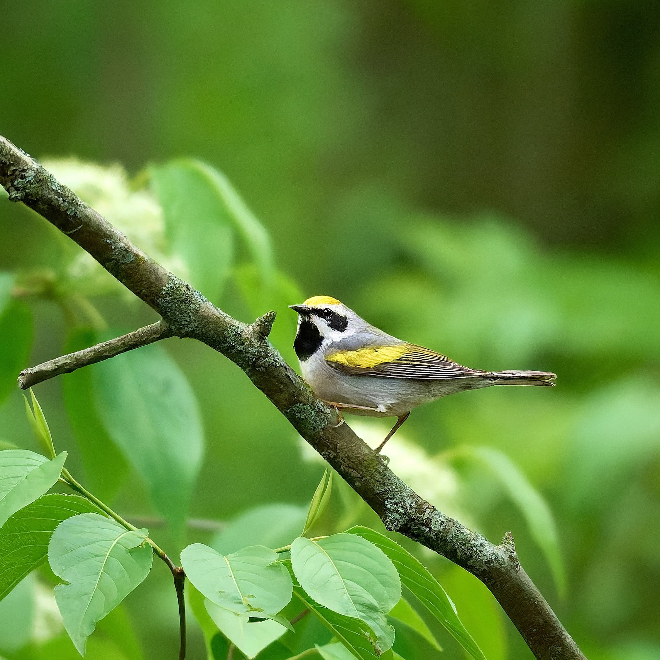 Golden-Winged Warbler, Pearson Metropark, Ohio