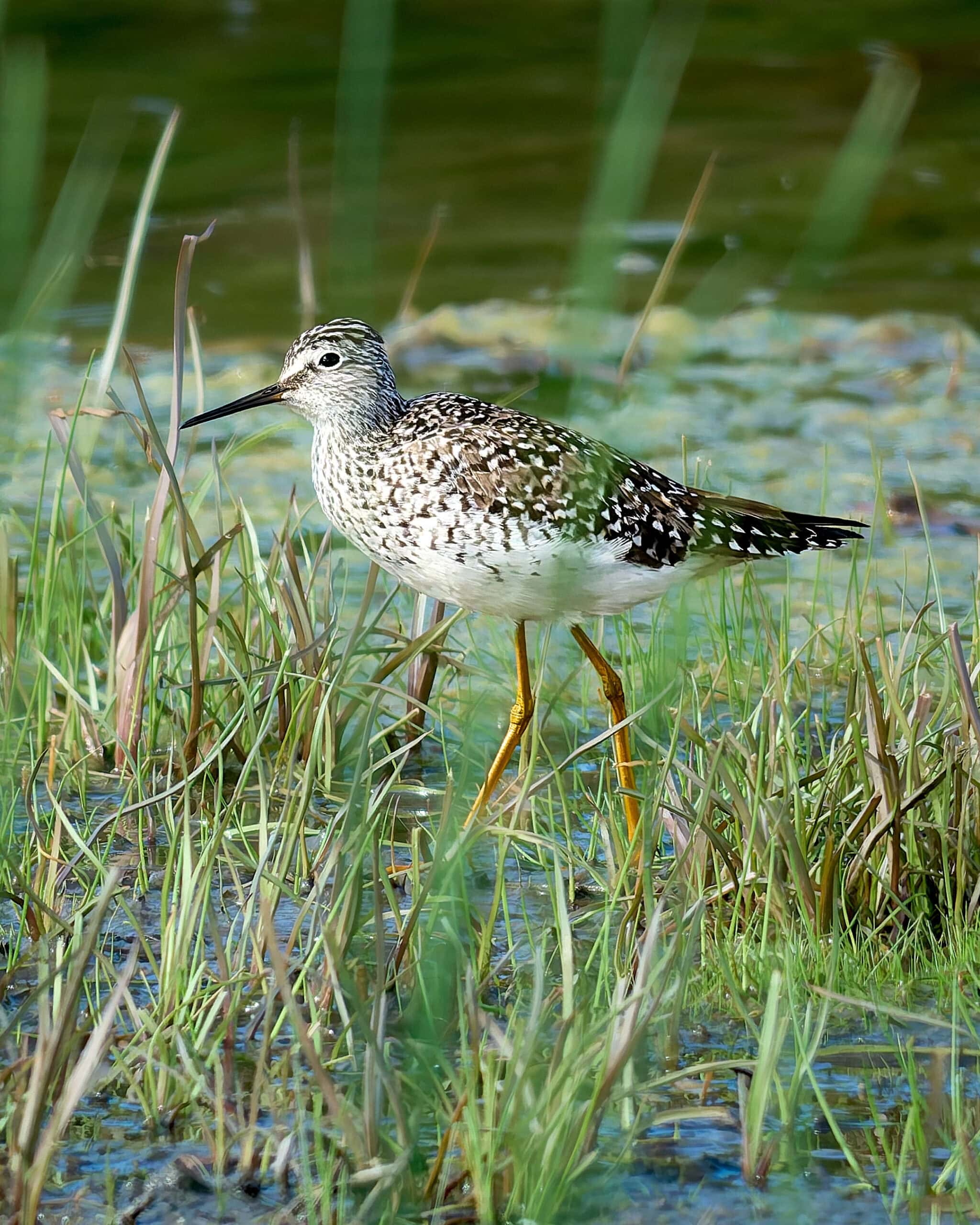 Lesser Yellowlegs, Howard Marsh, Ohio