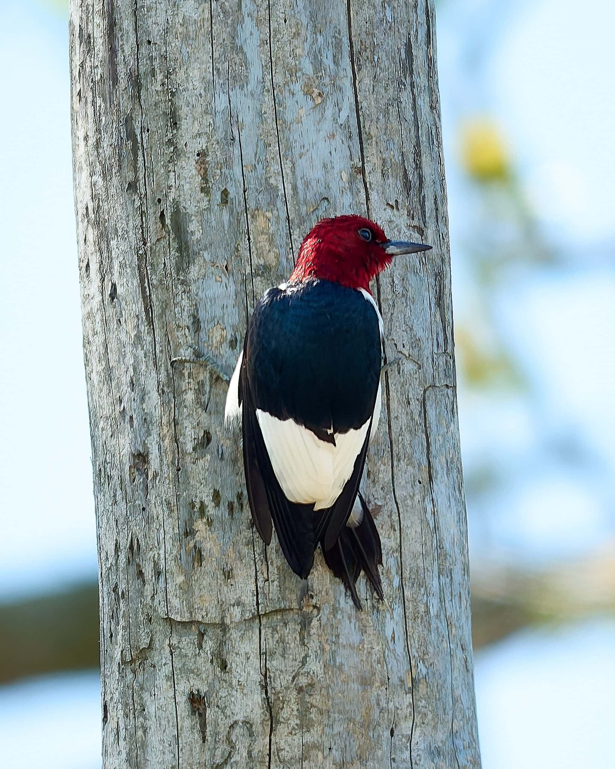 Red-Headed Woodpecker, Maumee Bay Boardwalk, Ohio