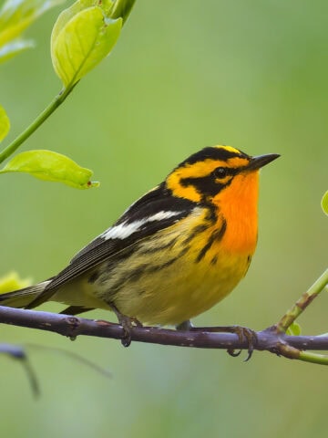 Blackburnian Warbler, Magee Marsh, Ohio