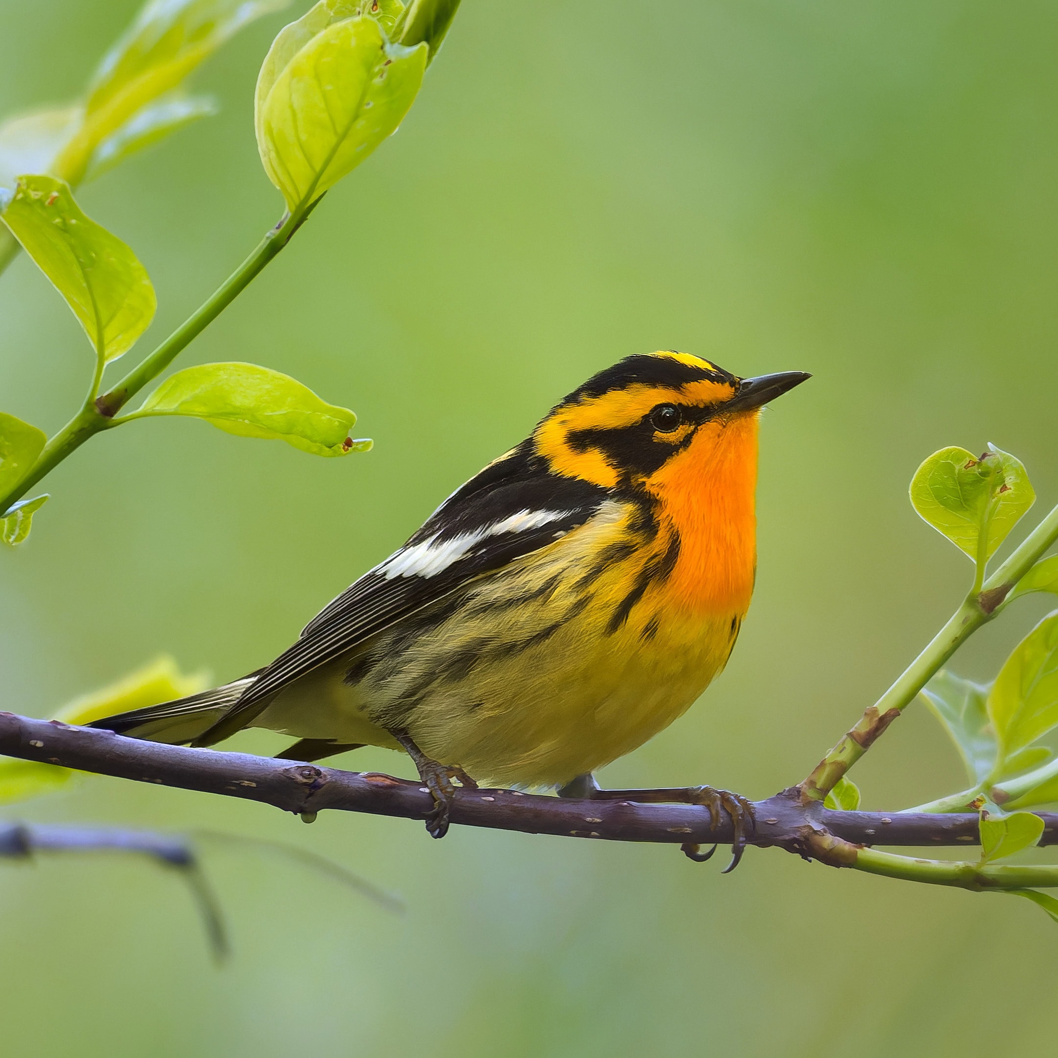 Blackburnian Warbler, Magee Marsh, Ohio